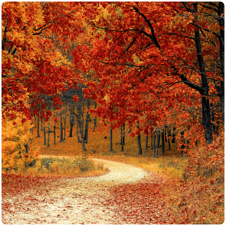 Autumn Woods